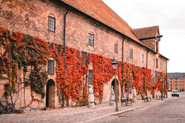 copenhagen-in-authmn-fall-ivy-wall-by-champika-m-wijerathne-photograph-1-scaled