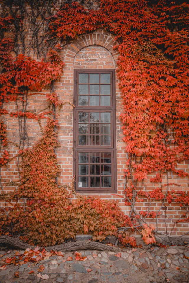 copenhagen-in-authmn-fall-ivy-wall-by-champika-m-wijerathne-photograph-scaled